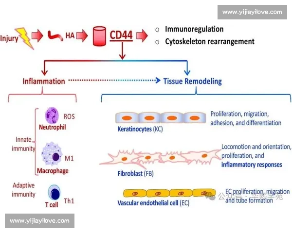 探索皮肤碎片在再生修复与细胞再生机制中的关键作用 探索皮肤碎片在再生修复与细胞再生机制中的关键作用